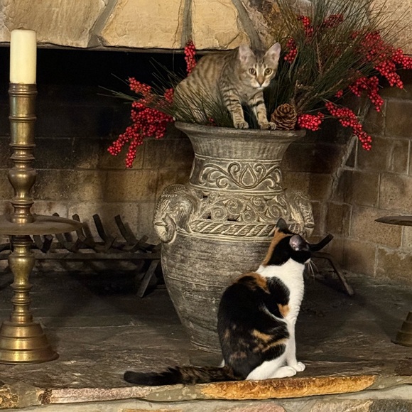 Meet your Posher, Cat - Picture 10 of 10